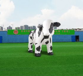 S4-531 วัวพอง